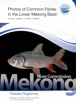 Photos of Common Fishes in the Lower Mekong River Basin